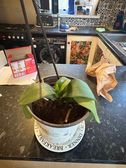 Photo of free Orchid (Gipton LS8) #1