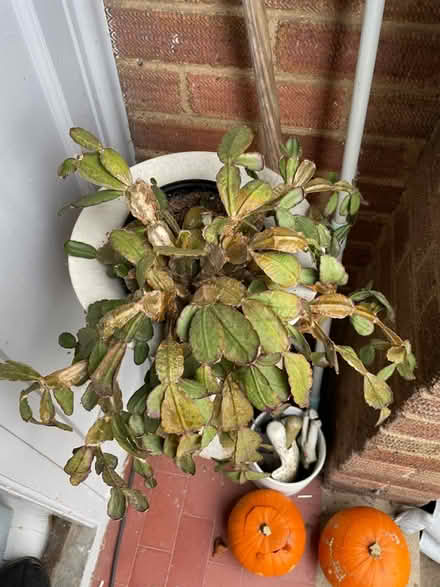 Photo of free 2 x Christmas cactus (Clapham, Bedford) #2