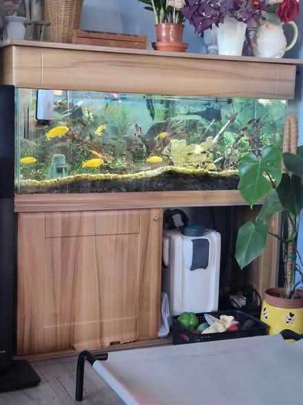 Photo of free Fish tank and stand 4ft long (BS39) #3