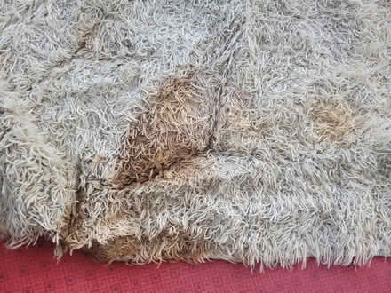 Photo of free Large deep pile rug (Lower Walkley S6) #2