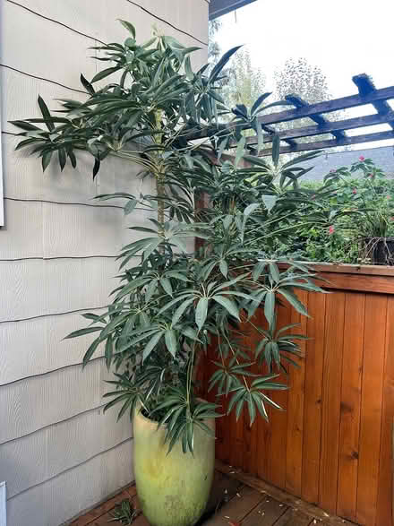 Photo of free Schefflera, pot included (Wedgwood) #1