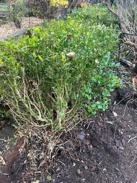 Photo of free Box hedge plants (St Albans) #1