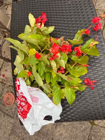 Photo of free Begonia ‘Canary Wings’ (S Downers Grove) #1