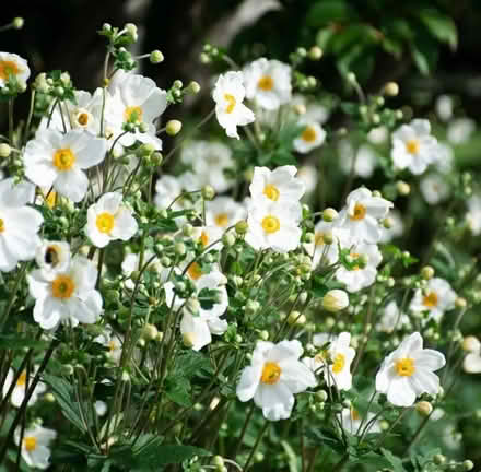 Photo of White Japanese Anenome (BN3) #1