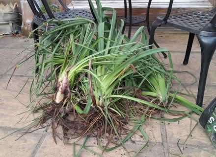 Photo of free red hot poker plants x 6 (Elworth CW11) #1