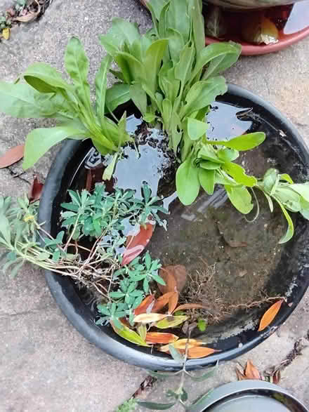 Photo of free Outdoor plants and seeds (Stratford E15 4) #2