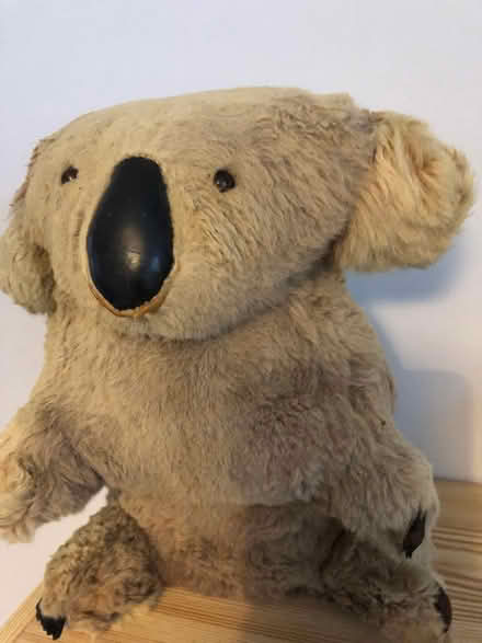 Photo of free Real Stuffed Koala Bear (Ascot - Berkshire) #1