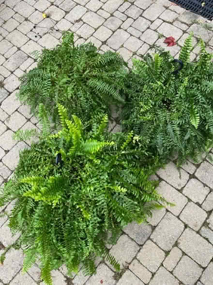 Photo of free Ferns (Downtown Guelph) #1