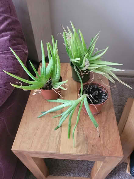 Photo of free Aloe vera and Avacado plants (Chippenham SN14) #2