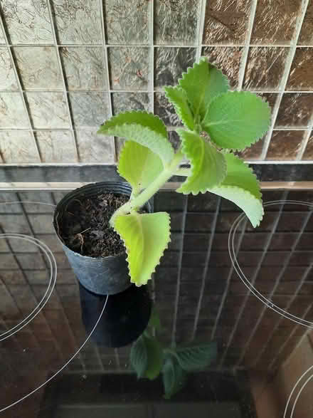 Photo of free Broad Leaf Thyme Caribbean (Morden SM4) #1