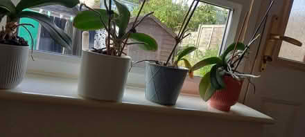 Photo of free Orchids x 4 (Witham CM8) #1