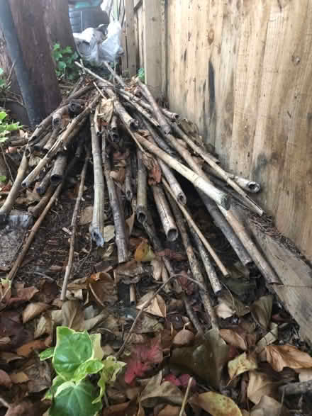 Photo of free Natural Bamboo (Houghton Le Spring DH4) #3