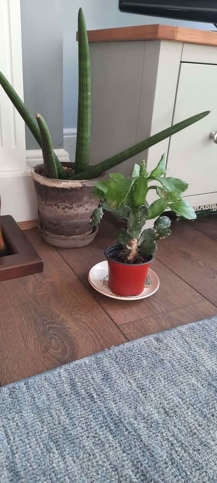 Photo of free House plants 🪴 (Thorpe Hamlet NR1) #1