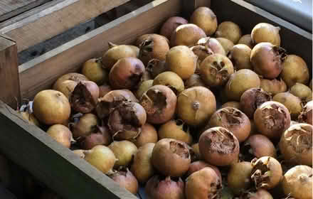 Photo of Medlars (Kettleshulme SK23) #1