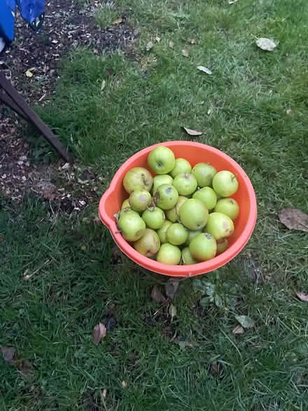 Photo of free Cooking apples (S44 5XQ) #1