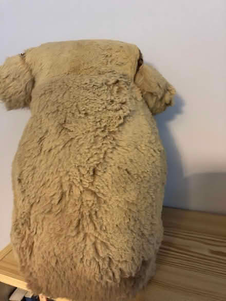 Photo of free Real Stuffed Koala Bear (Ascot - Berkshire) #2