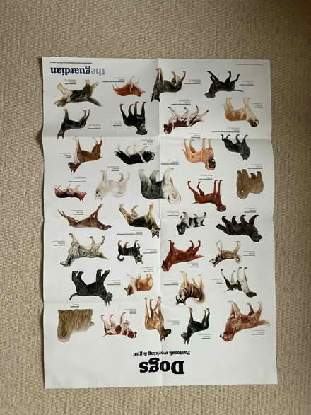 Photo of free Large poster of dog breeds (Saint Leonards Ward EX2) #1