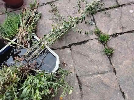 Photo of free Outdoor plants and seeds (Stratford E15 4) #1