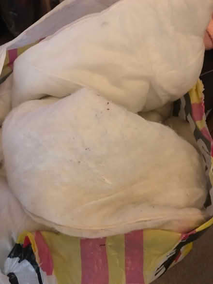 Photo of free Duvets (Pinxton NG16) #1