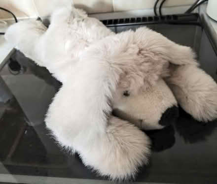 Photo of free Teddy bear, lion and dog (Oakwood Park DE21) #2