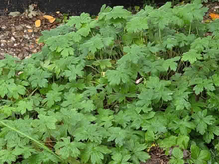 Photo of free Plants (Duffield) #1