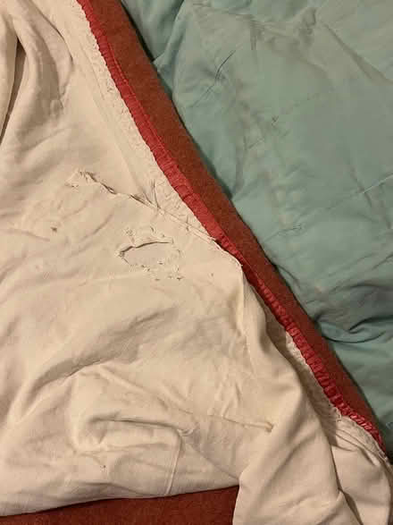 Photo of free Pure wool blanket (Hintonburg) #2