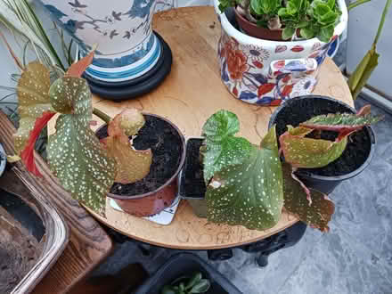 Photo of free Indoor begonia plants (Rainham ME8) #1