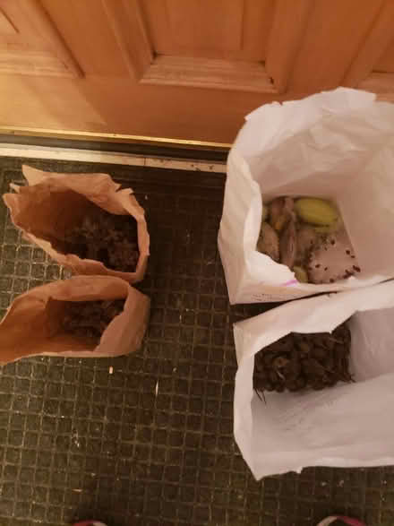 Photo of free Lots of Seeds (Downtown Bartlett) #2