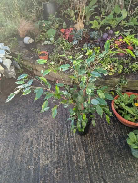 Photo of free Ficus Houseplant (BD16 cottingley) #2