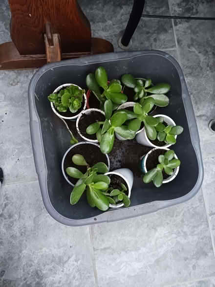 Photo of free Money plants (Rainham ME8) #1