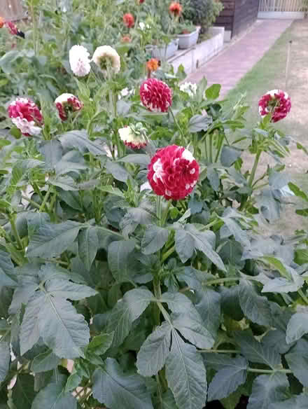 Photo of free Dahlia tubers (Lower Earley RG6) #2