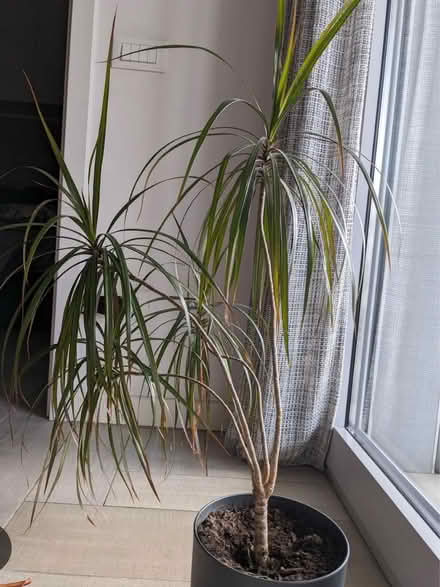 Photo of Dragon Tree (Dracaena) (Sutton SM1) #1