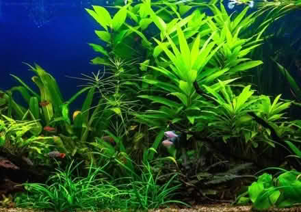 Photo of Freshwater aquarium plants (Weston) #1