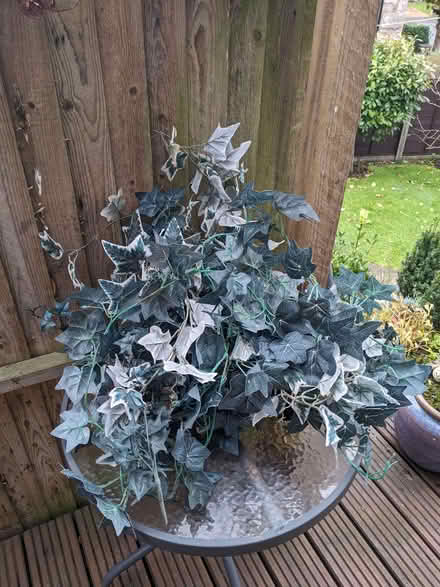 Photo of free Fake ivy (Kendal LA9) #1