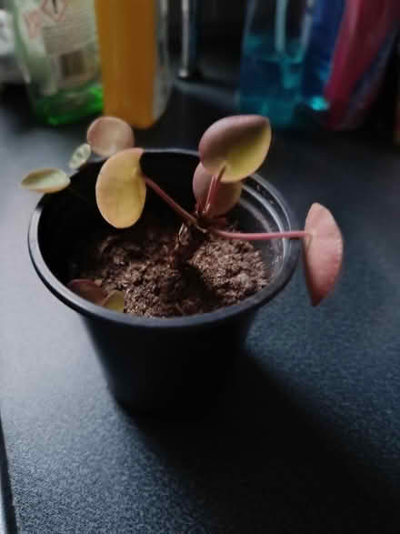 Photo of free Small Pilea Peperomioides plant (Walkley, S6) #3
