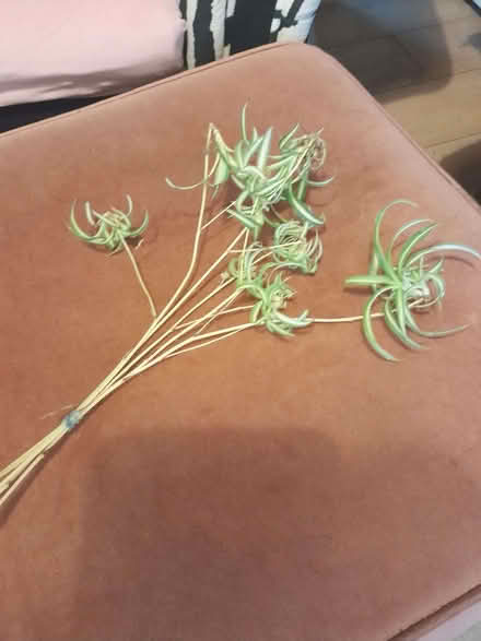 Photo of free Spider plant babies (Headington OX3) #1