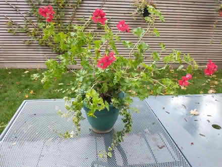 Photo of free Red Geranium (Caversham Heights RG4) #1
