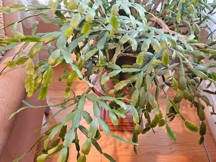 Photo of free Christmas Cactus (Oak Park, IL) #2