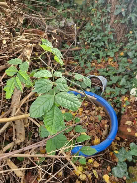 Photo of free 2 Ash Tree Saplings (Wimborne Town centre, BH21) #2