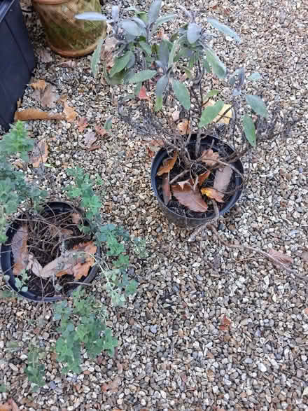 Photo of free An Oregano and a Sage plant (Finchampstead RG40) #1