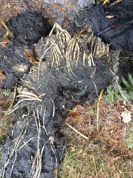 Photo of free Pond lily roots (Canley Gardens CV5) #2