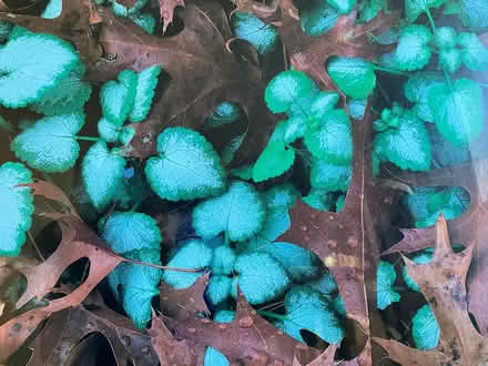 Photo of free framed art/posters (Newton Center) #4