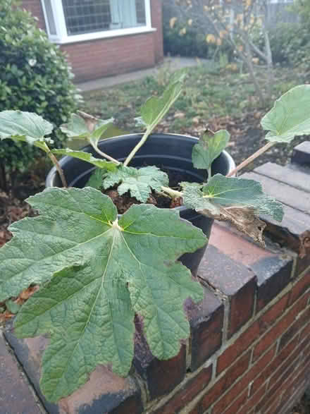 Photo of free Gunnera (Mexborough S64) #2