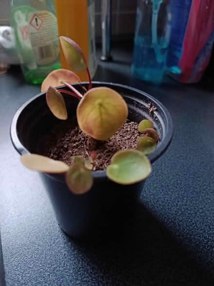 Photo of free Small Pilea Peperomioides plant (Walkley, S6) #1