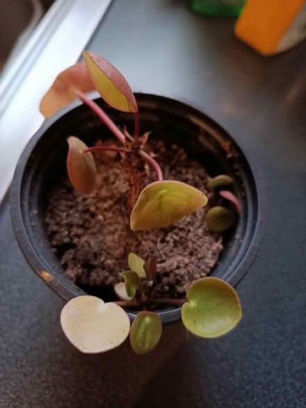 Photo of free Small Pilea Peperomioides plant (Walkley, S6) #2