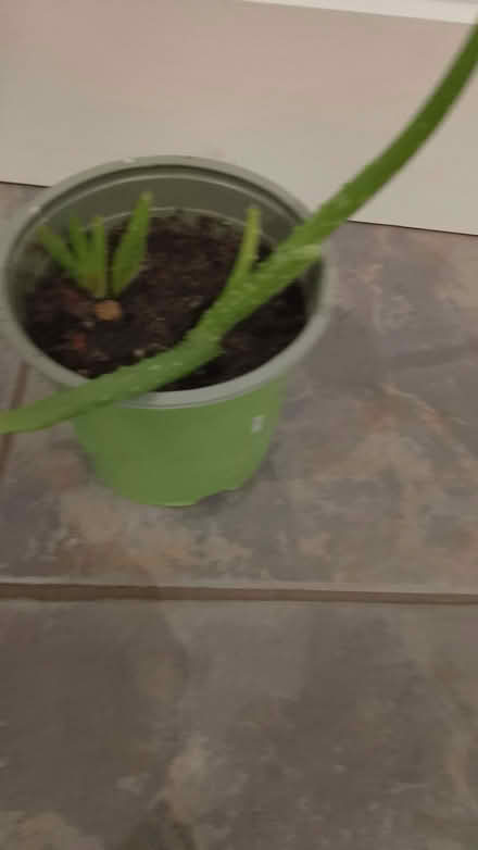 Photo of free Aloe Vera plants (Frome BA11) #1