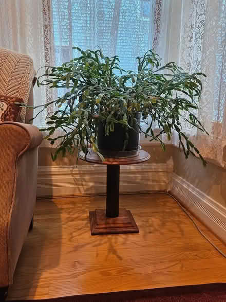 Photo of free Christmas Cactus (Oak Park, IL) #1