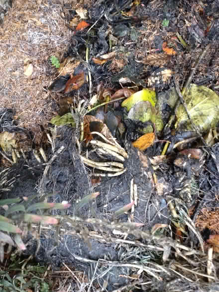 Photo of free Pond lily roots (Canley Gardens CV5) #1