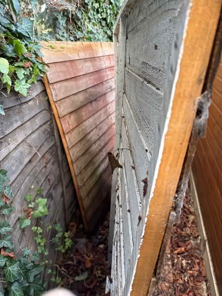 Photo of free Shed parts/fence. Door (Swanley BR8) #2