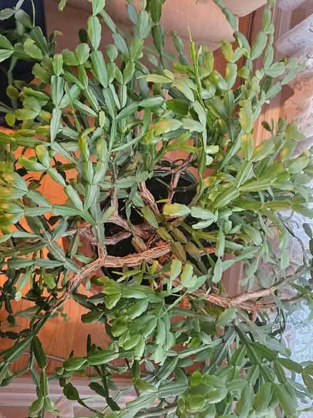 Photo of free Christmas Cactus (Oak Park, IL) #3